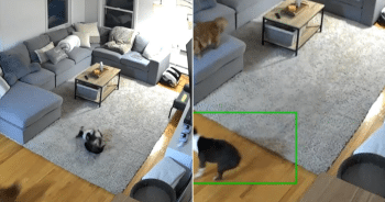 Dog and Cat Playing Together