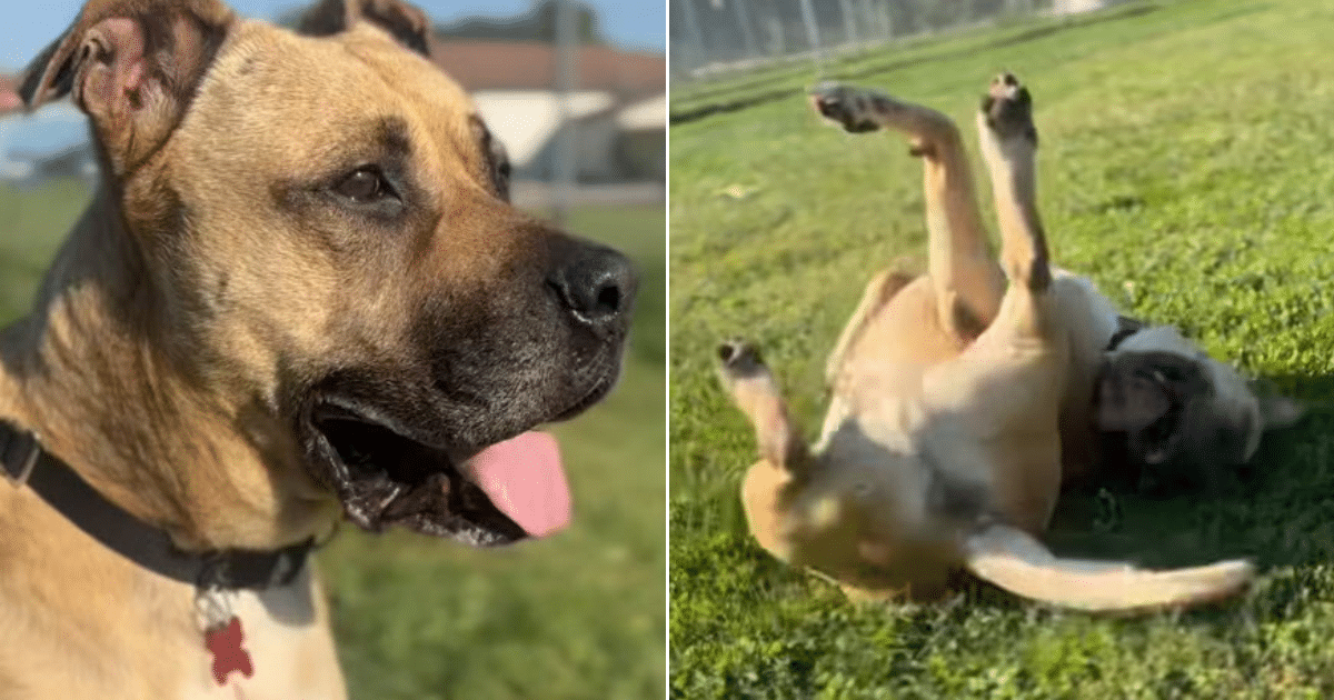 Dog Waits 1,461 Days in Shelter Before Rescue Offers Him a Second Chance