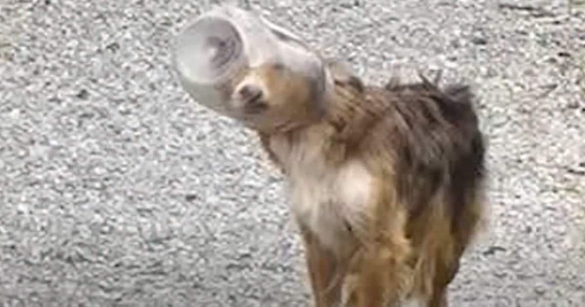Dog Found in Woods with Jar Stuck on Head Finally Adopted