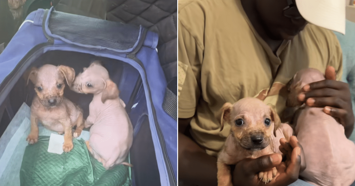 Terrified, Hairless and Weak, Puppies Make Stunning Recovery in One Week