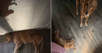 Golden Retriever blocking the door