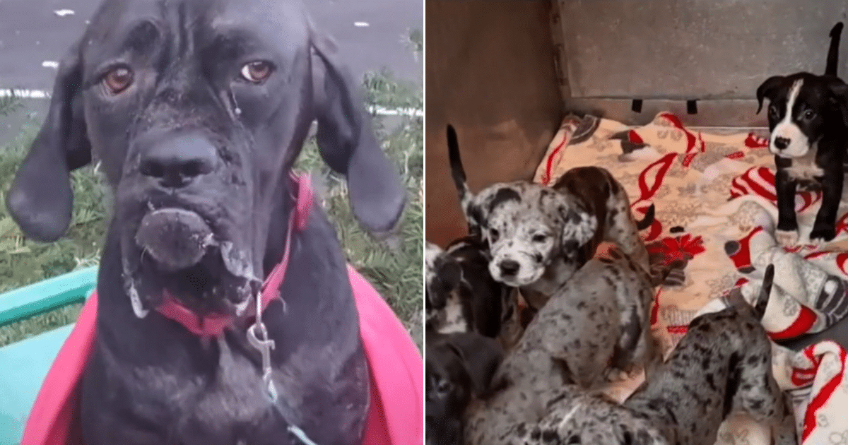 Abandoned Dog and Puppies Rescued and Local Cat Cruelty Case Uncovered