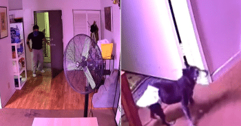 Crime scene - man kills dog in break-in