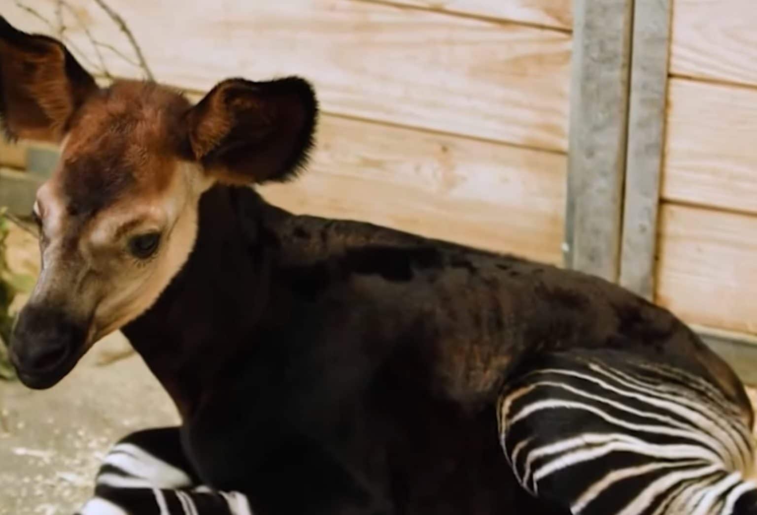 Oklahoma City Zoo Celebrates Birth of Rare Endangered Okapi Calf ...