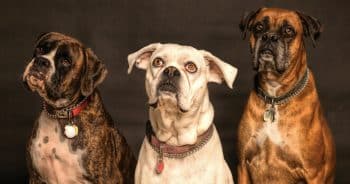Three dogs causing mischief during bath time