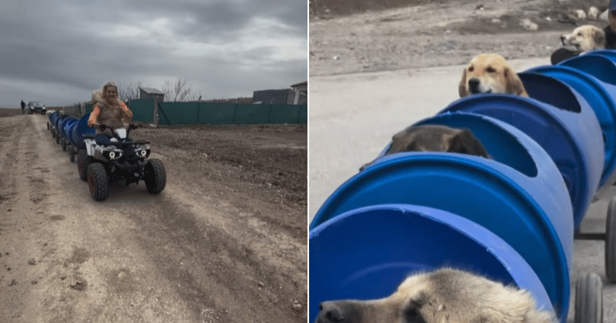 Woman Creates Dog Train to Give Disabled Dogs A Taste of Freedom