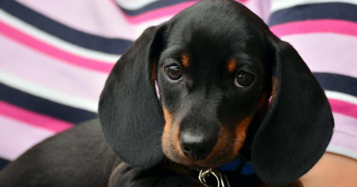 If Dachshunds Could Text: 7 Messages Your Dachshund Would Send You Today