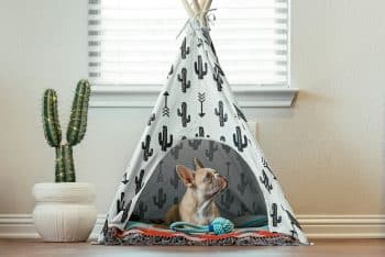 PetWireDaily — 9 Best Dog Tent Beds For Cozy Napping Spots