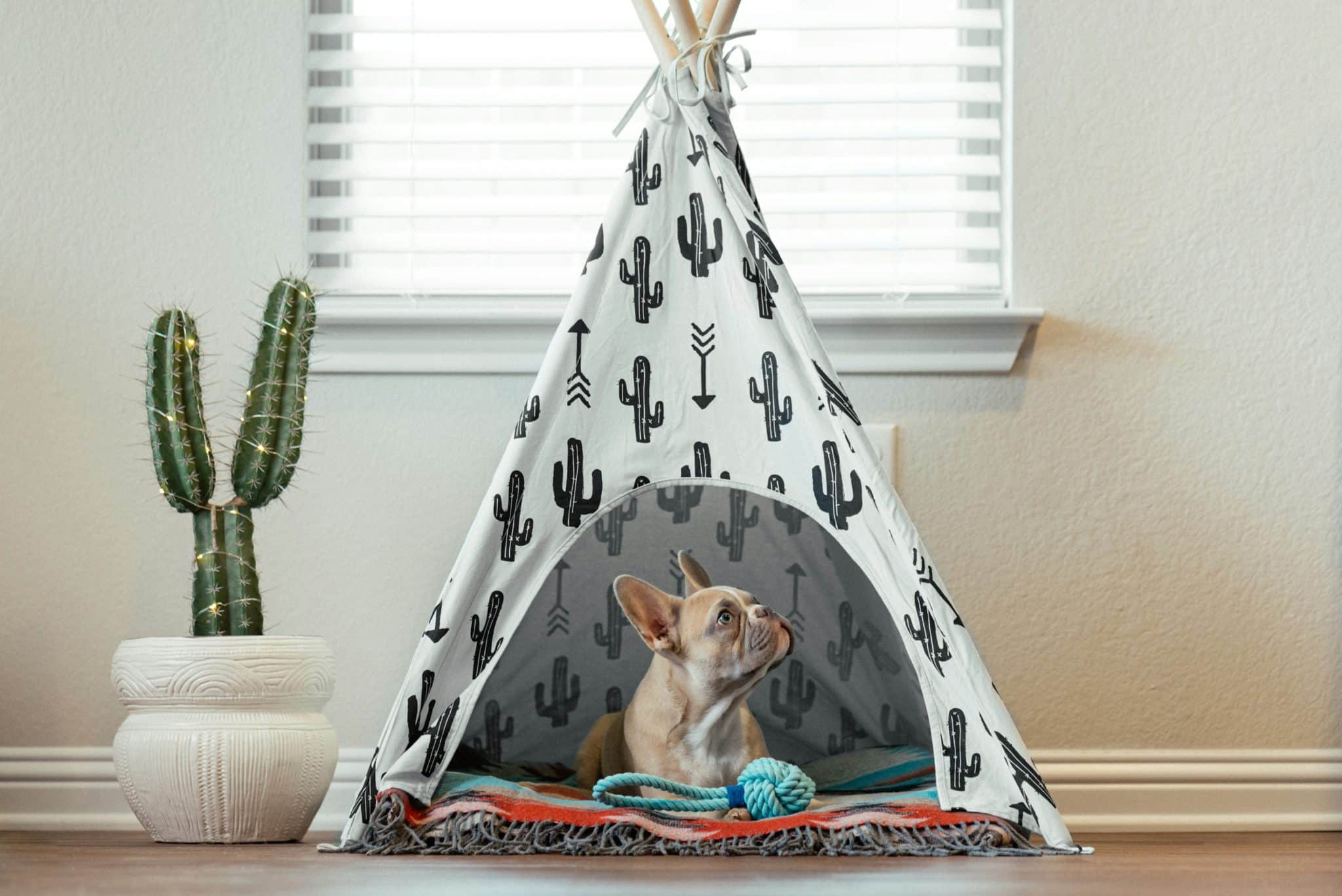 9 Best Dog Tent Beds For Cozy Napping Spots