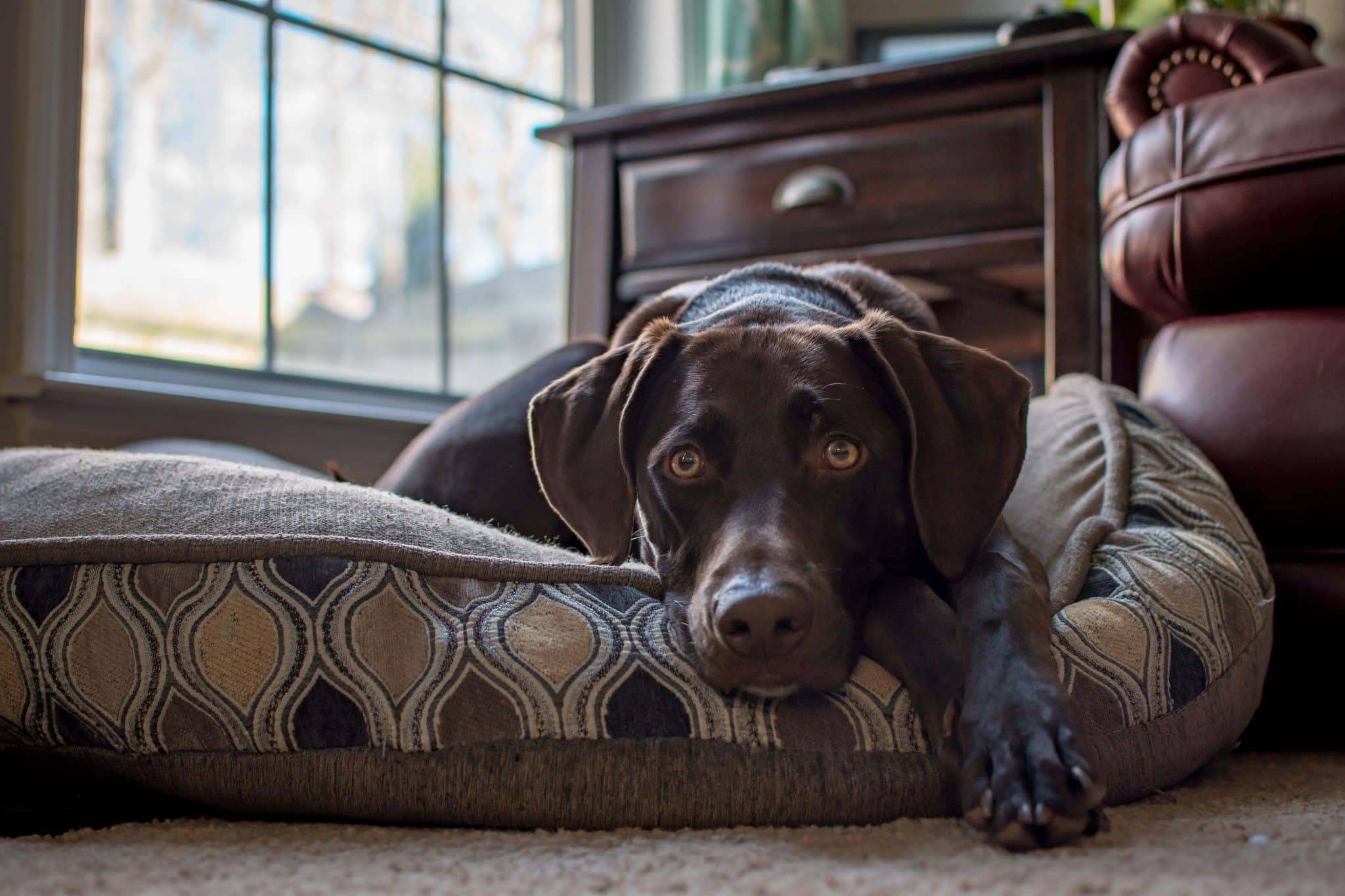10 Best Memory Foam Dog Beds