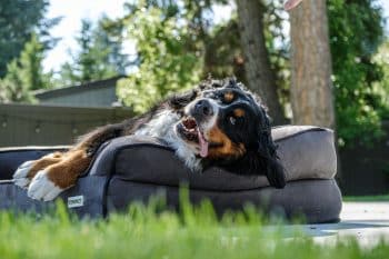 PetWireDaily — Furhaven Orthopedic Two-Tone L Chaise Dog Bed Review
