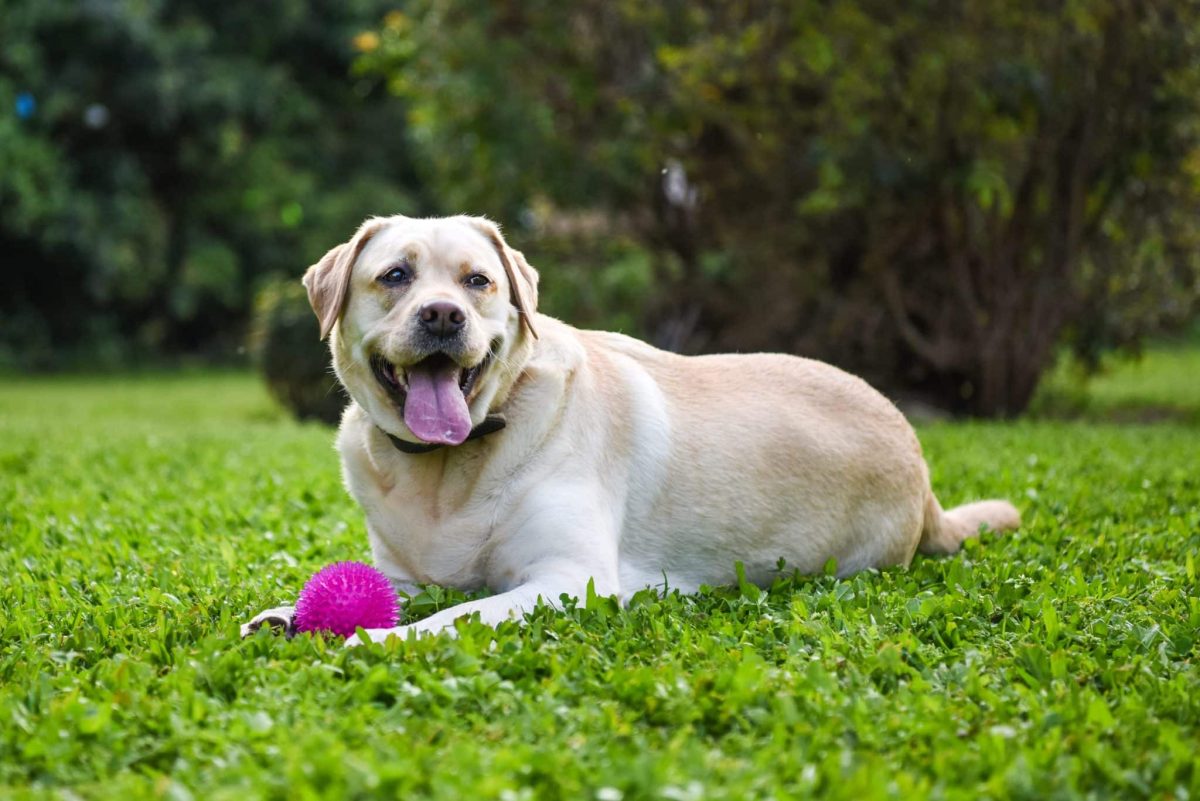 Labrador Retriever sitting proudly beside a favorite toy, looking alert and content.