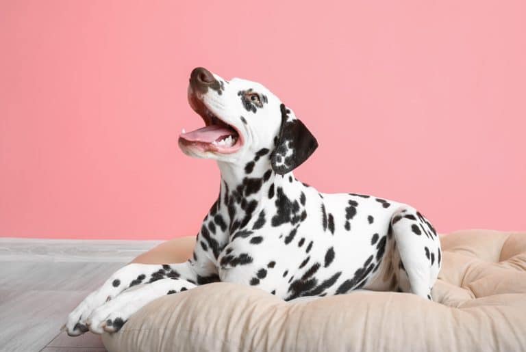 View of 9 Best Collagen Supplement for Dogs - iHeartDogs.com