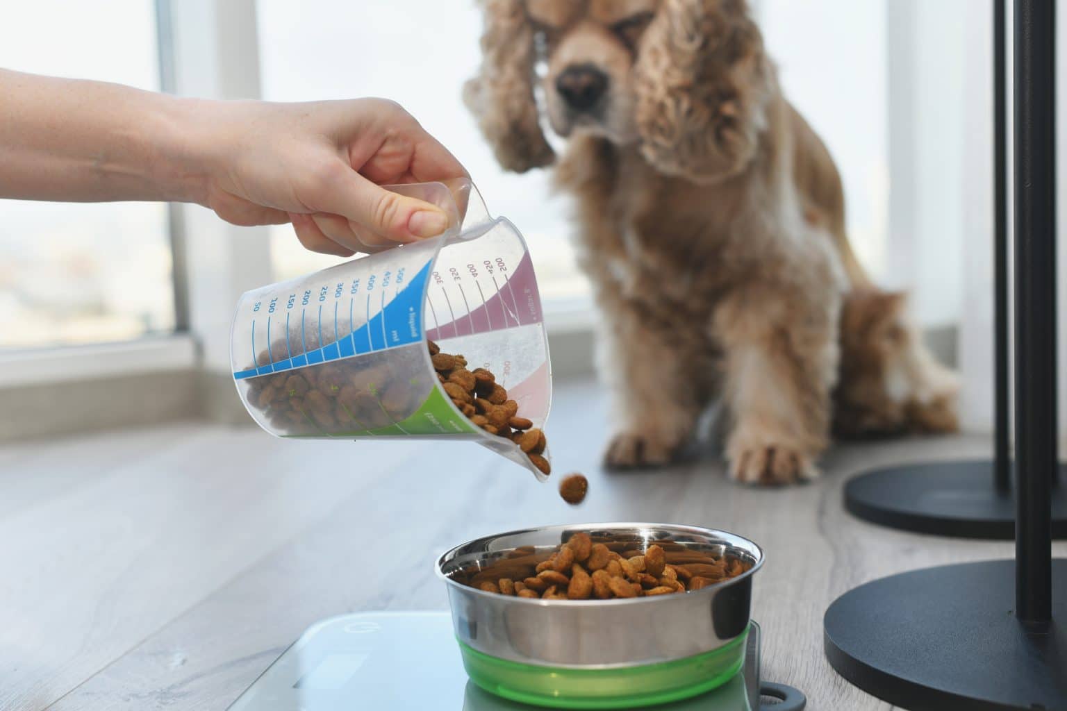 Curated Cancer Supportive Dog Food Without Wheat Gallery View 51