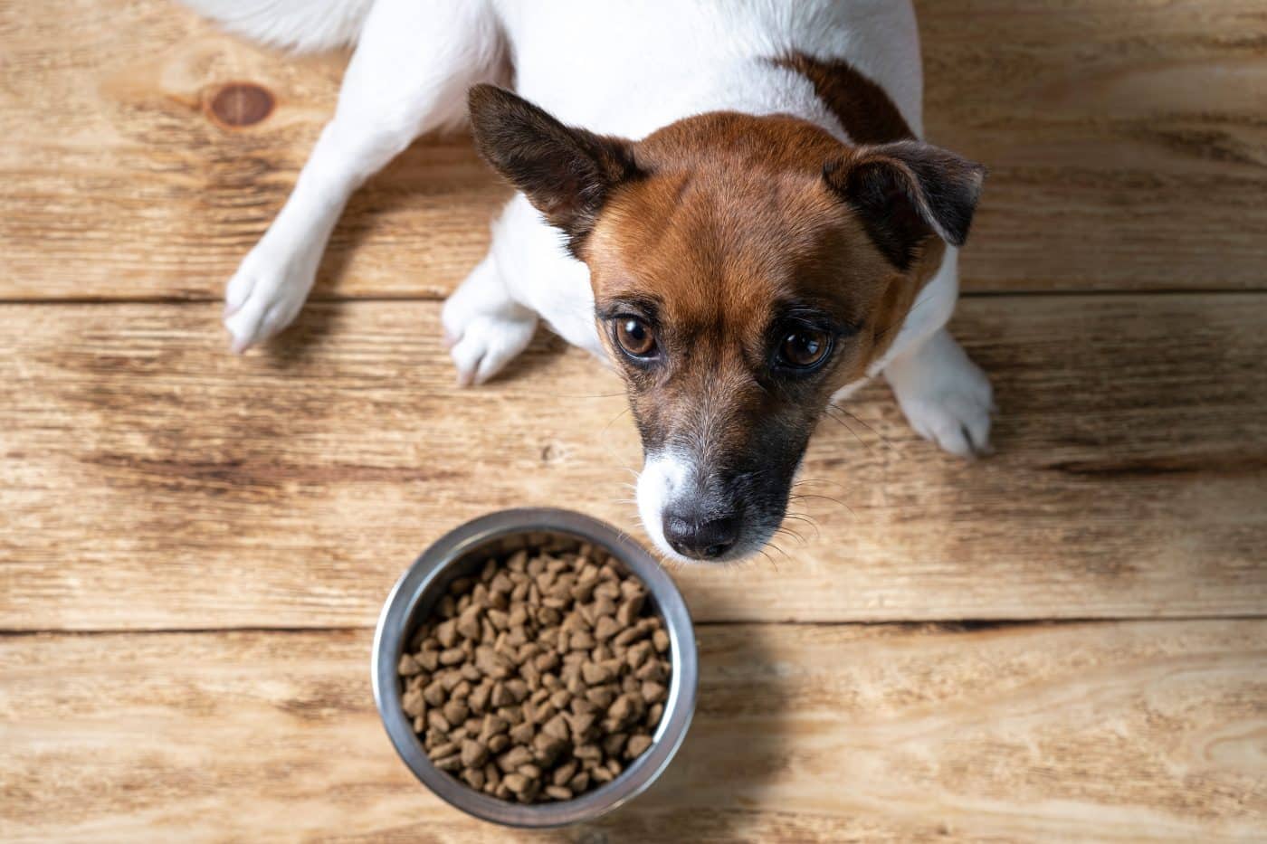 Image showcasing 7 Best Dog Foods For Allergies - iHeartDogs.com