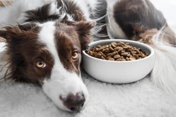 Picky Eater at Home? What Vets Say to Look for in Dog Food in 2026