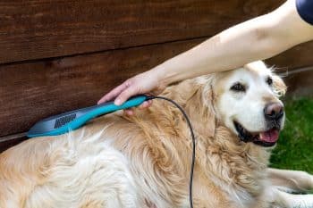 PetWireDaily — 5 Best Cold Laser Therapy Products for Dogs