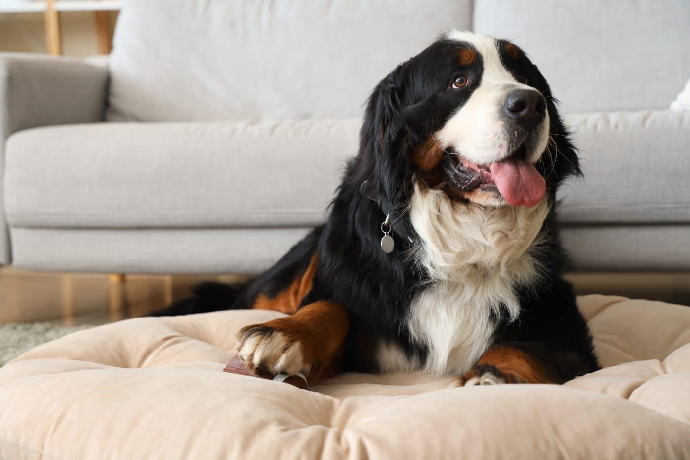 Dog with fiber supplement
