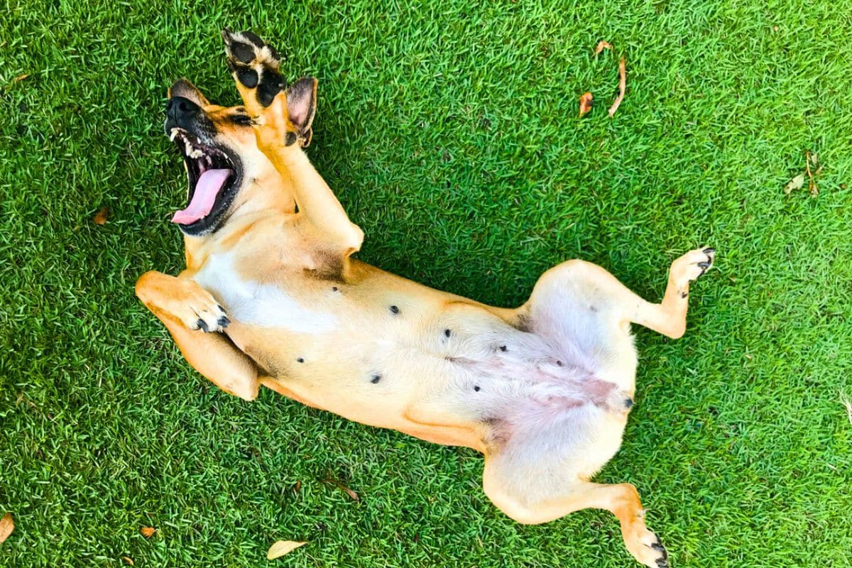 the dumbest in the world