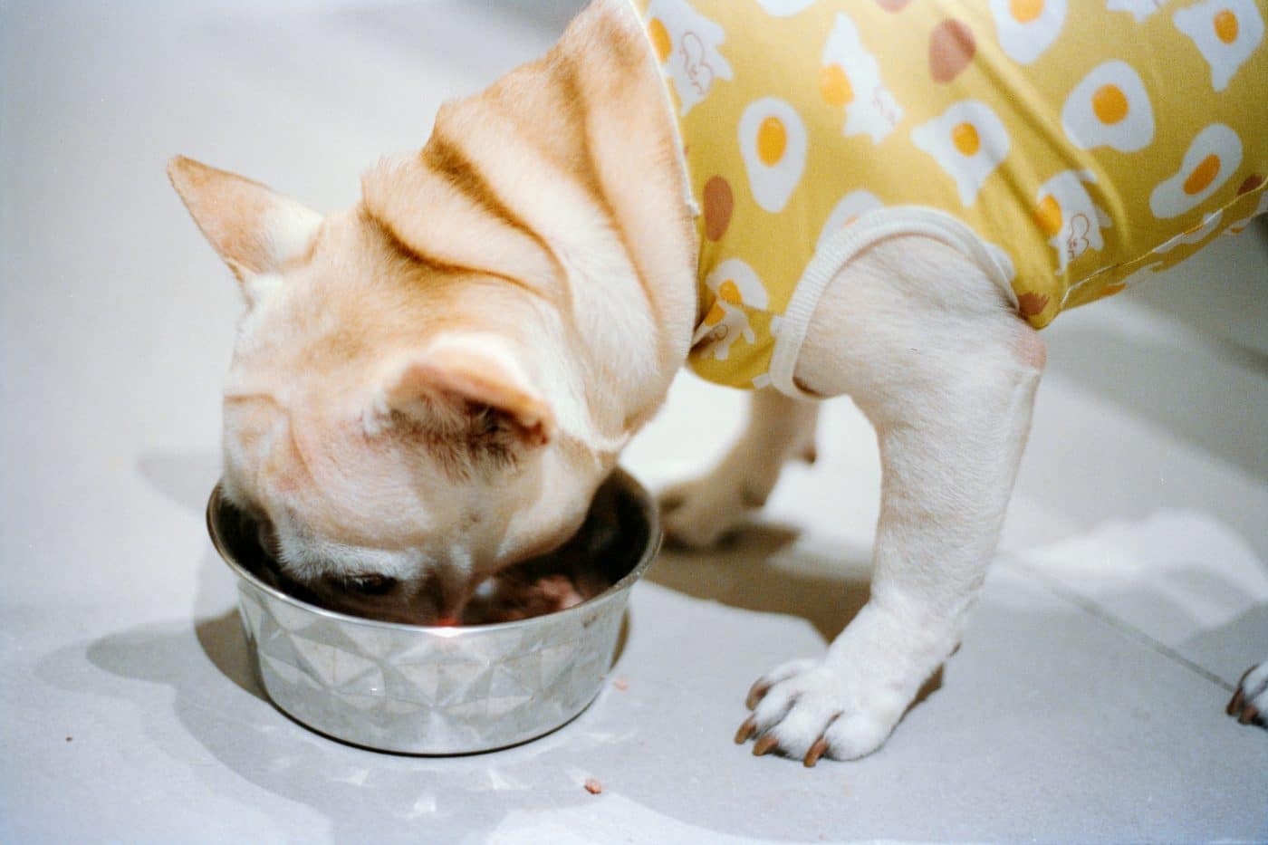 Curated visual reference: Fresh Look at 12 Best Dog Foods Without Peas Legumes