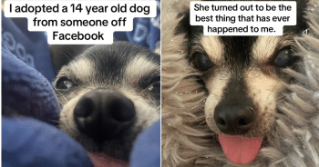 Prada the senior Chihuahua