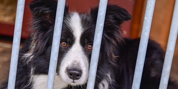 They Poured Gasoline On A Dog And Set It On Fire