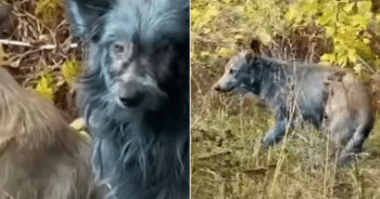 Blue dog spotted in Chernobyl