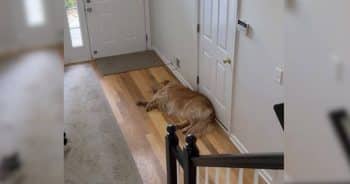 Golden Retriever waits by the door for boy to return from school