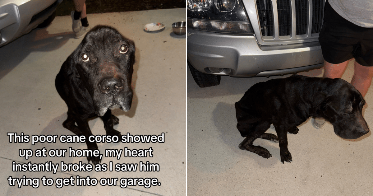 Woman Opens Door to Find Neglected Cane Corso Begging for Help