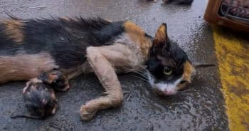 Rescued cat during floods