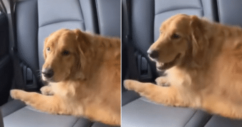 Golden Retriever Lounging in Car