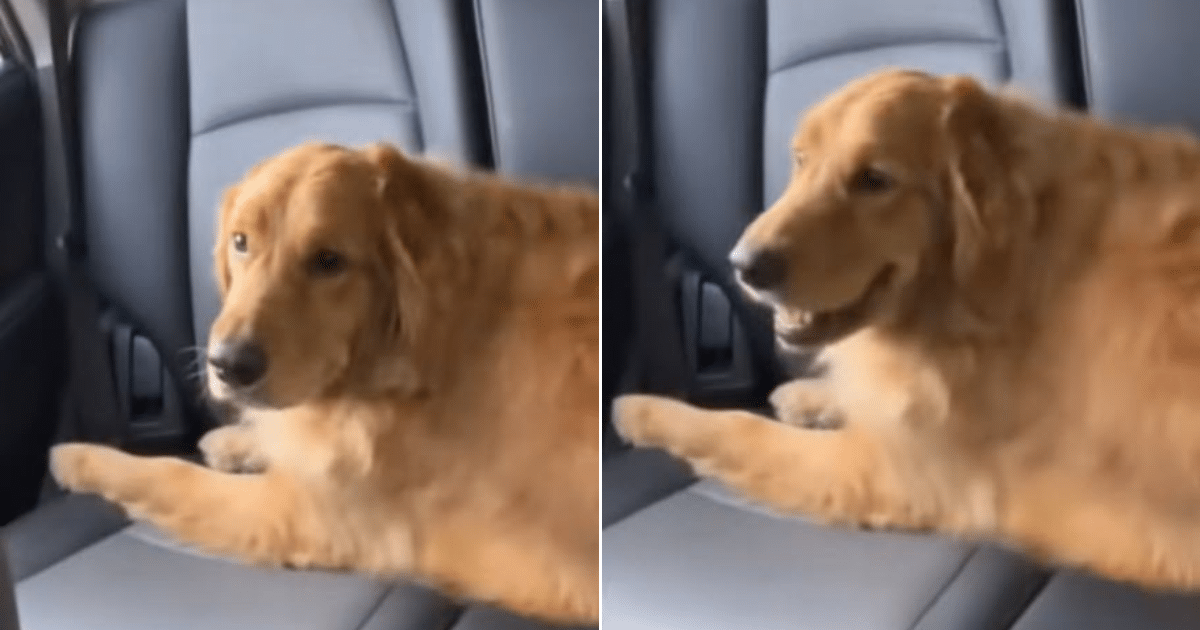 Woman Asks Mom for Dog Grooming Update, But Video She Sends Has Everyone Laughing