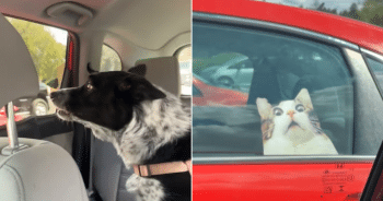 Dog barking at decal