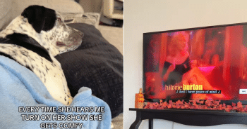 Dog cuddled up on couch for her favorite TV show