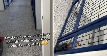 Yorkie Daycare Meltdown