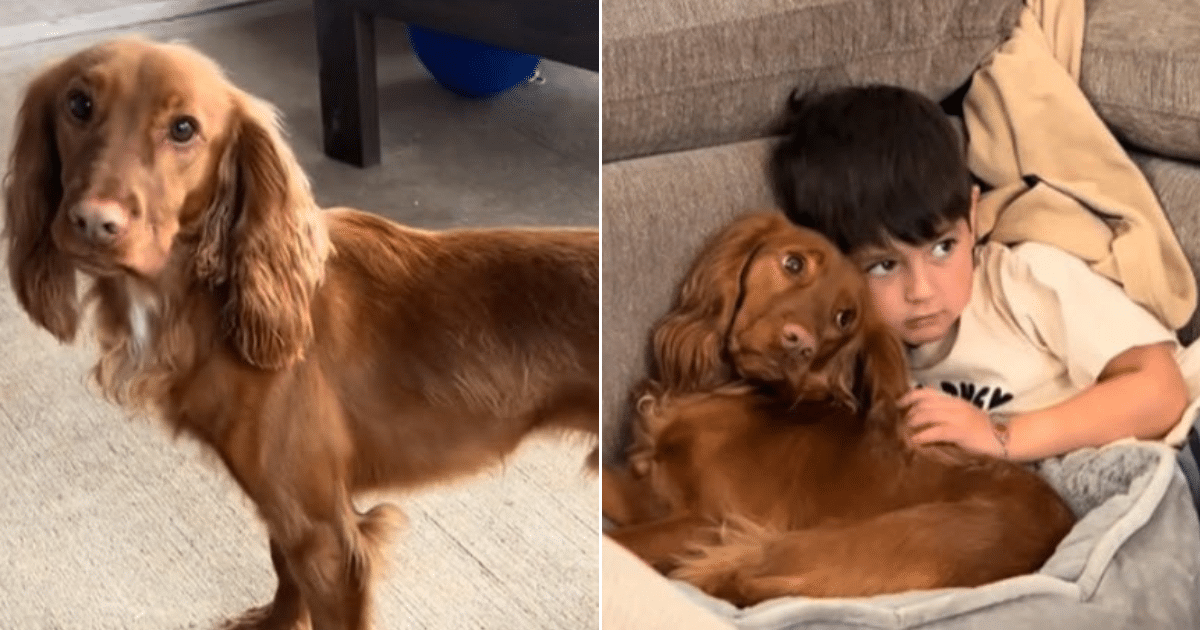 Hero Service Dog Detects Boy’s Dangerous Blood Sugar Drop from Across the House
