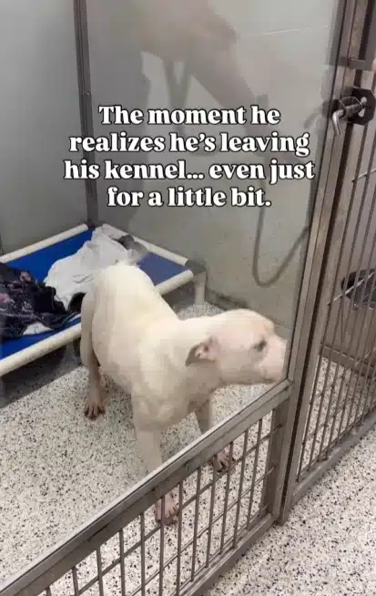 Brutus Walking with Joy