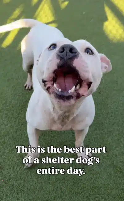 Shelter Dog Brutus Happy Moment