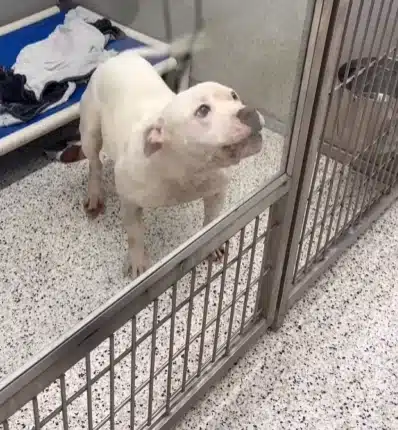 Brutus Grateful Shelter Moment