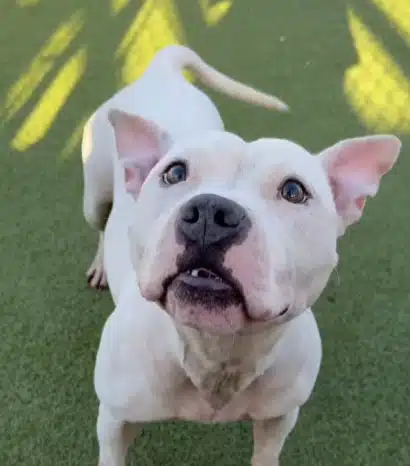 Brutus Adopted Forever Home