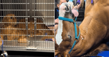 Golden Retriever Reacts to Horse at Vet