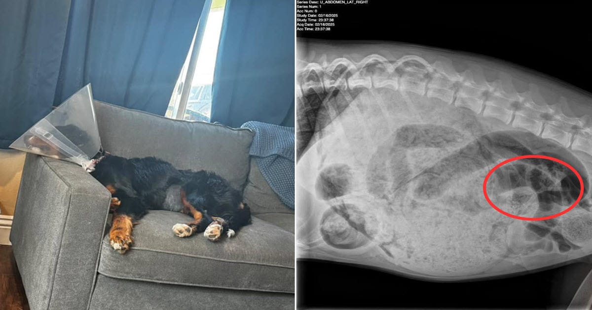 Vets Shocked After Discovering Dozens of Socks Inside Puppy’s Stomach