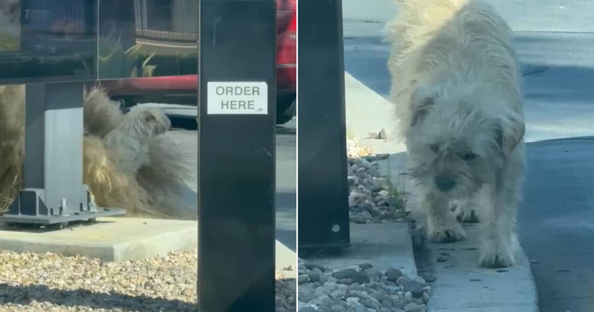 Stray Dog Waiting for Food at McDonald’s Gets ‘Life-Changing’ Rescue