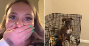 Dog and cat caught together in crate
