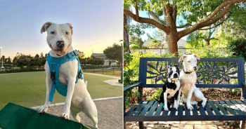 Dogs at Home