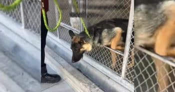 Sandy the shelter dog