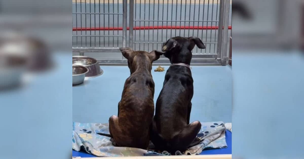 Two Twin Bonded Dogs Hold Each Other Tight Until Love Saves Them