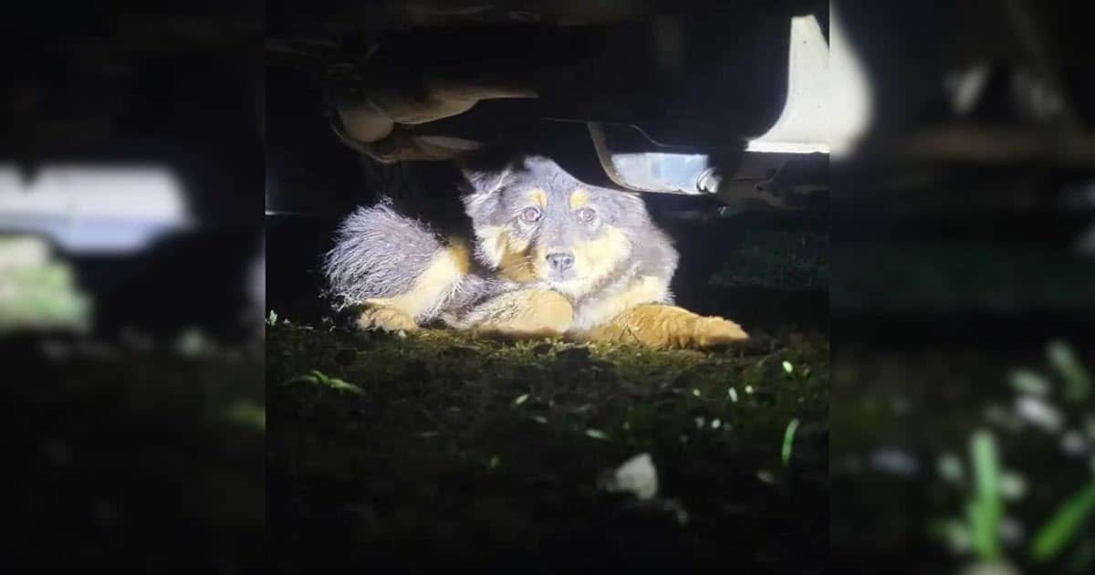 Woman Hears Screams Under Her Car and Finds a Terrified Dog Hiding for Help