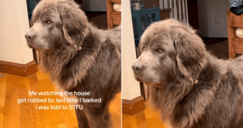 Newfoundland Dog Viral Video