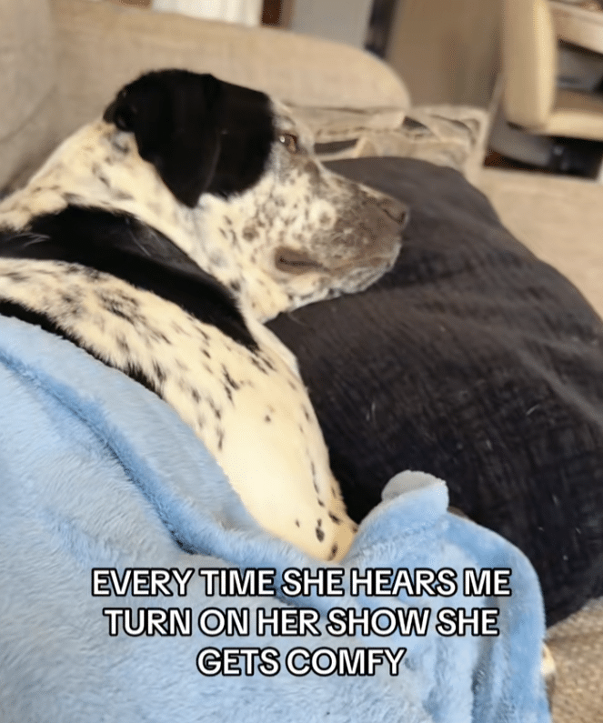 Dog snuggled in blanket watching TV